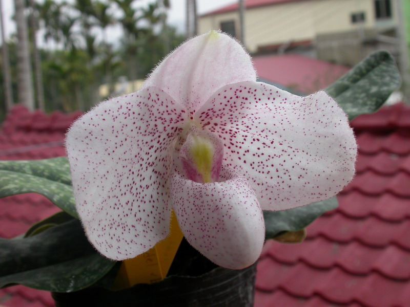 «ö¦¹¦b·sµøµ¡ÂsÄý¹Ï¤ù