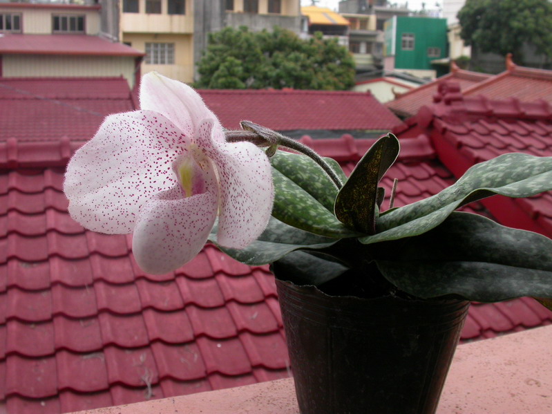 «ö¦¹¦b·sµøµ¡ÂsÄý¹Ï¤ù