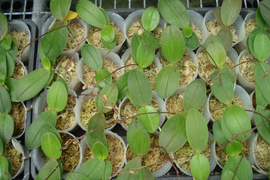 «ö¦¹¦b·sµøµ¡ÂsÄý¹Ï¤ù