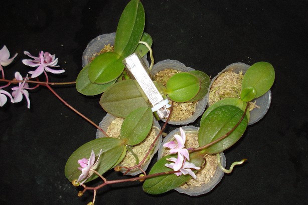 «ö¦¹¦b·sµøµ¡ÂsÄý¹Ï¤ù