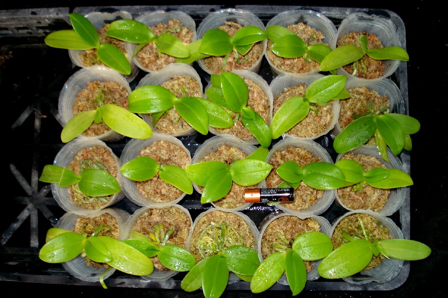 «ö¦¹¦b·sµøµ¡ÂsÄý¹Ï¤ù