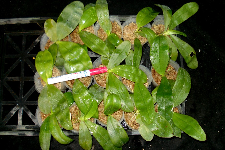 «ö¦¹¦b·sµøµ¡ÂsÄý¹Ï¤ù