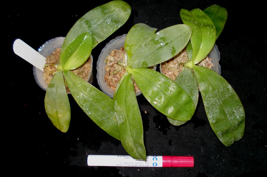 «ö¦¹¦b·sµøµ¡ÂsÄý¹Ï¤ù