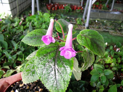 «ö¦¹¦b·sµøµ¡ÂsÄý¹Ï¤ù