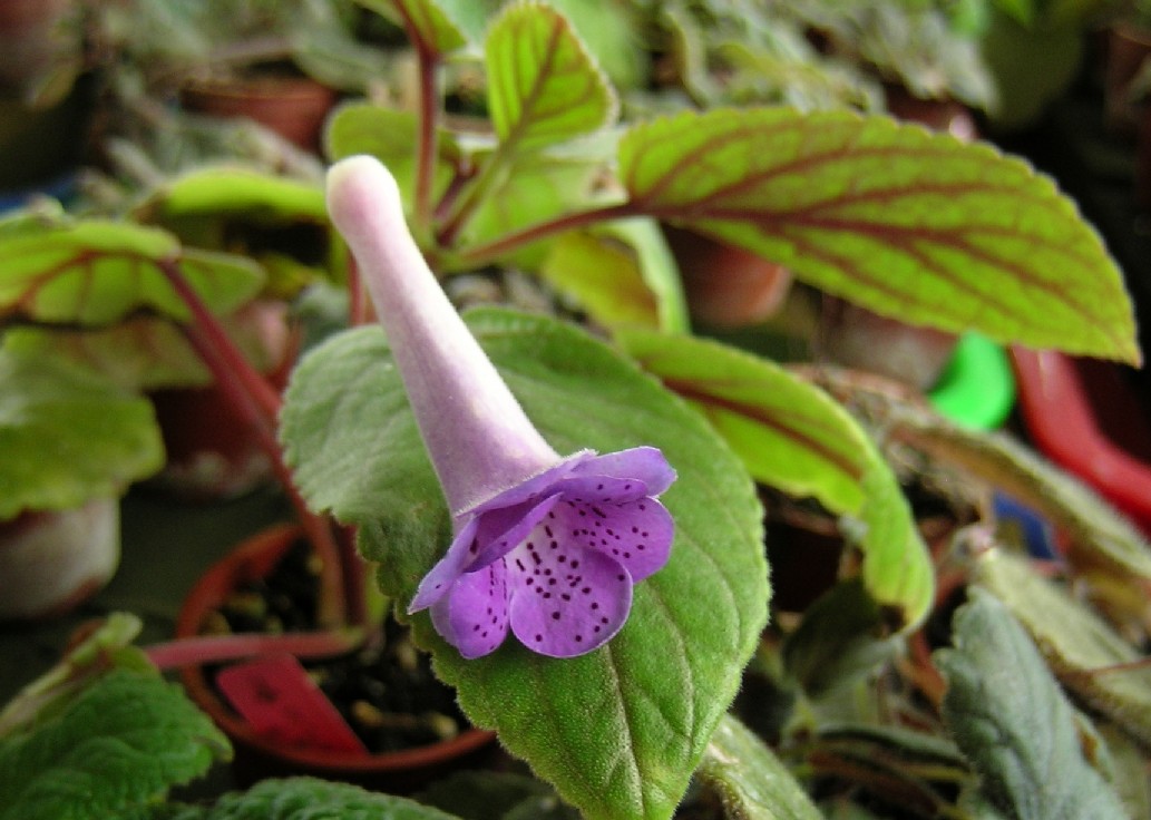 «ö¦¹¦b·sµøµ¡ÂsÄý¹Ï¤ù