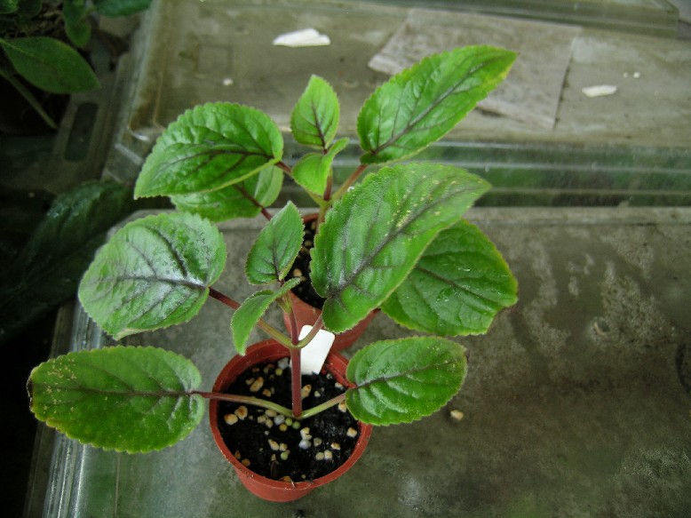 «ö¦¹¦b·sµøµ¡ÂsÄý¹Ï¤ù