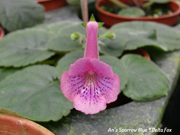 «ö¦¹¦b·sµøµ¡ÂsÄý¹Ï¤ù