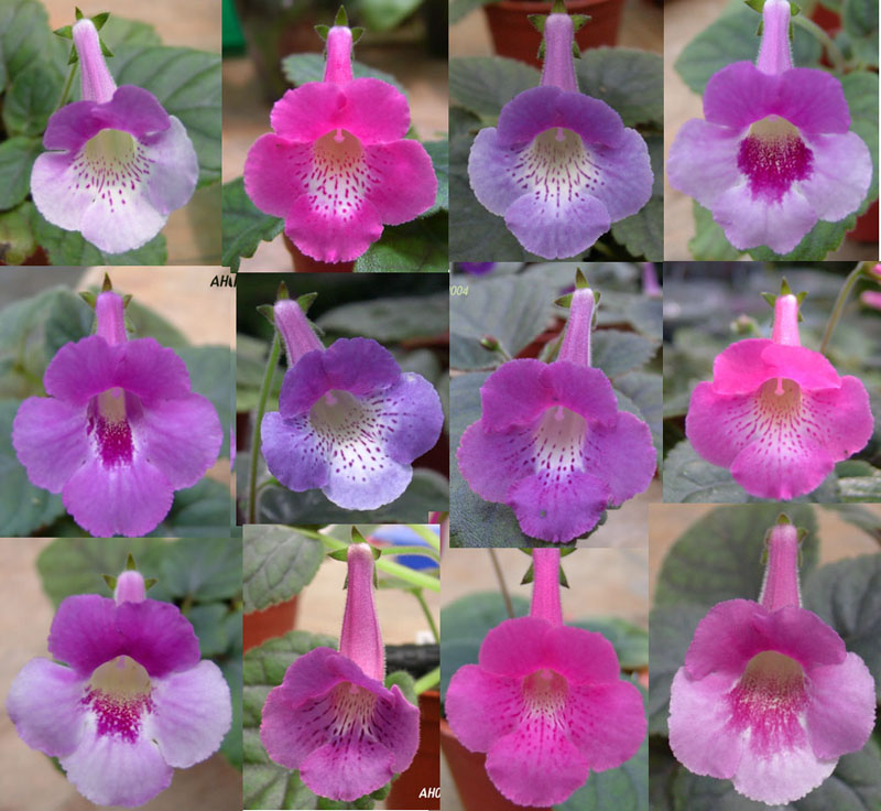 «ö¦¹¦b·sµøµ¡ÂsÄý¹Ï¤ù