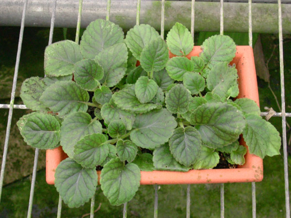 «ö¦¹¦b·sµøµ¡ÂsÄý¹Ï¤ù