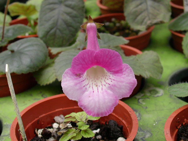 «ö¦¹¦b·sµøµ¡ÂsÄý¹Ï¤ù