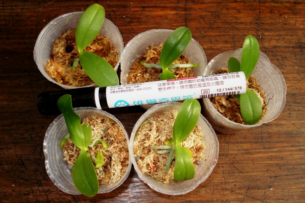 «ö¦¹¦b·sµøµ¡ÂsÄý¹Ï¤ù