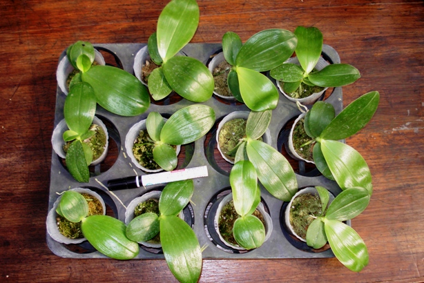 «ö¦¹¦b·sµøµ¡ÂsÄý¹Ï¤ù