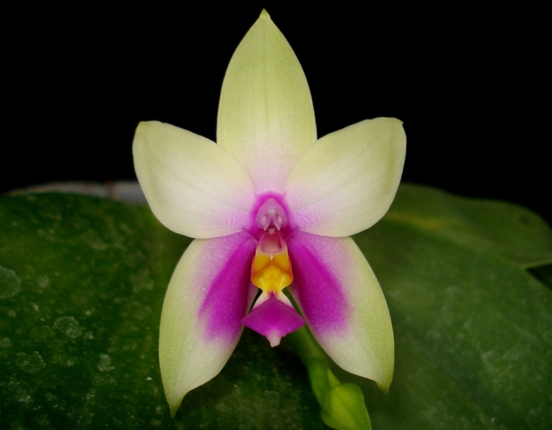 «ö¦¹¦b·sµøµ¡ÂsÄý¹Ï¤ù