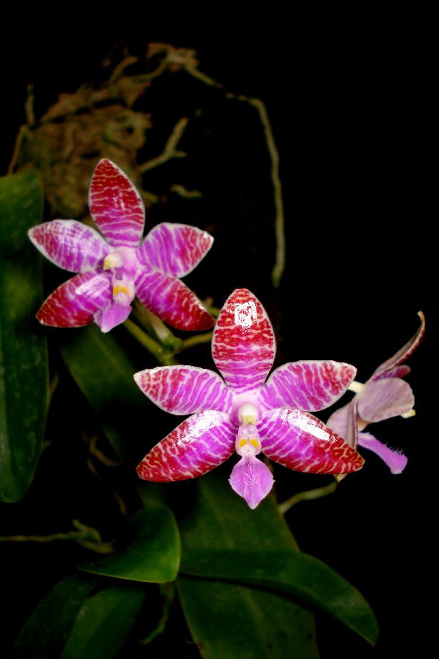 «ö¦¹¦b·sµøµ¡ÂsÄý¹Ï¤ù