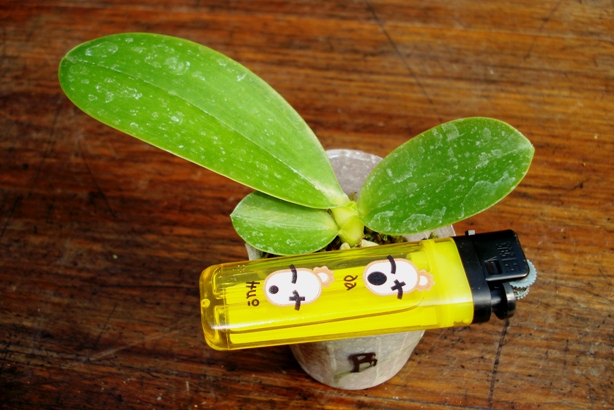 «ö¦¹¦b·sµøµ¡ÂsÄý¹Ï¤ù