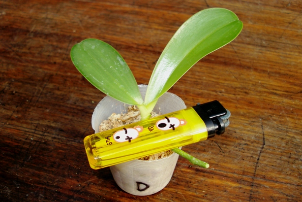 «ö¦¹¦b·sµøµ¡ÂsÄý¹Ï¤ù