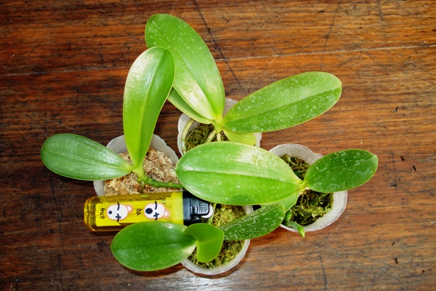 «ö¦¹¦b·sµøµ¡ÂsÄý¹Ï¤ù