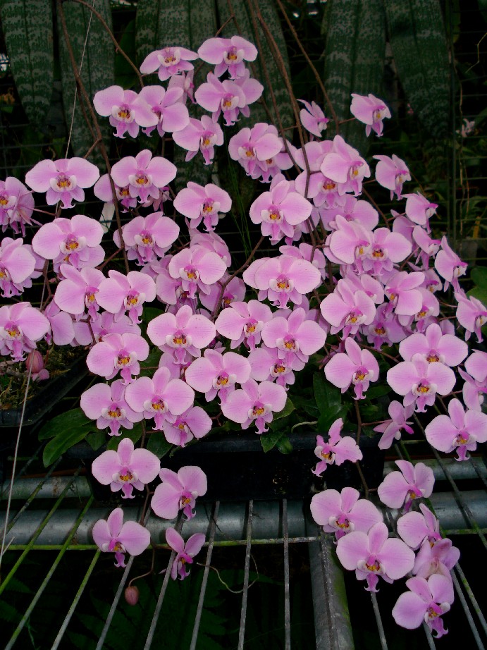 «ö¦¹¦b·sµøµ¡ÂsÄý¹Ï¤ù