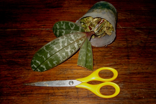 «ö¦¹¦b·sµøµ¡ÂsÄý¹Ï¤ù