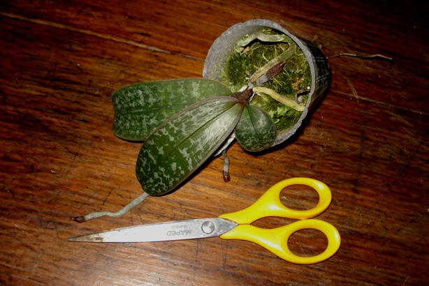 «ö¦¹¦b·sµøµ¡ÂsÄý¹Ï¤ù