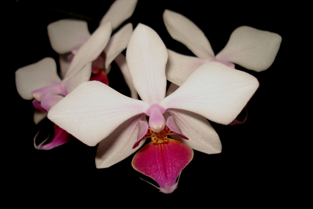 «ö¦¹¦b·sµøµ¡ÂsÄý¹Ï¤ù