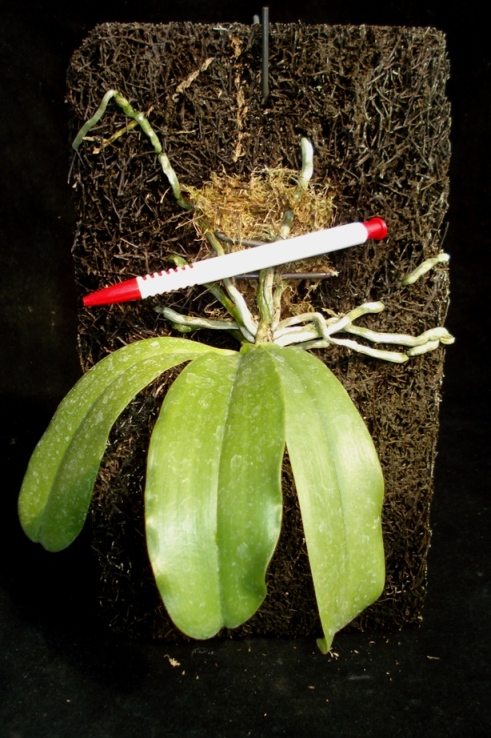 «ö¦¹¦b·sµøµ¡ÂsÄý¹Ï¤ù