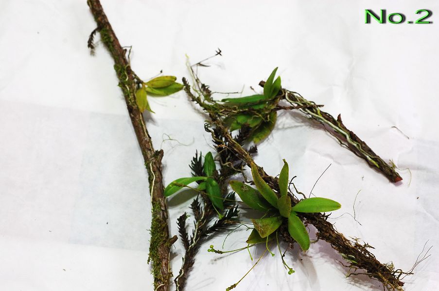 «ö¦¹¦b·sµøµ¡ÂsÄý¹Ï¤ù