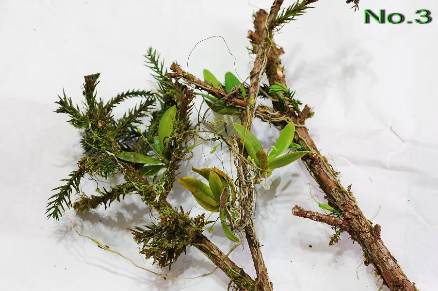 «ö¦¹¦b·sµøµ¡ÂsÄý¹Ï¤ù