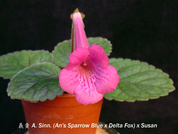 «ö¦¹¦b·sµøµ¡ÂsÄý¹Ï¤ù