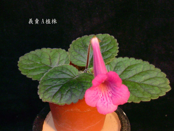 «ö¦¹¦b·sµøµ¡ÂsÄý¹Ï¤ù