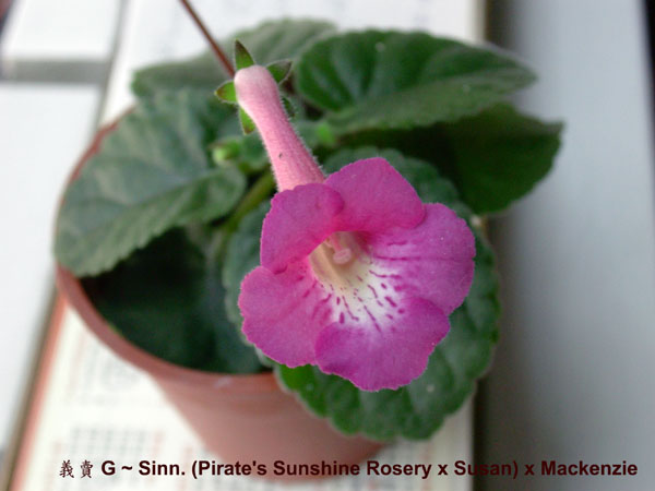 «ö¦¹¦b·sµøµ¡ÂsÄý¹Ï¤ù