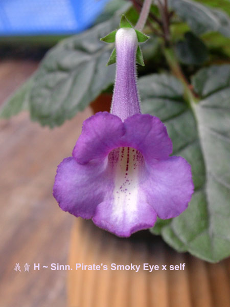 «ö¦¹¦b·sµøµ¡ÂsÄý¹Ï¤ù