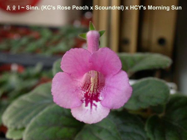 «ö¦¹¦b·sµøµ¡ÂsÄý¹Ï¤ù