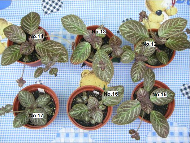 «ö¦¹¦b·sµøµ¡ÂsÄý¹Ï¤ù