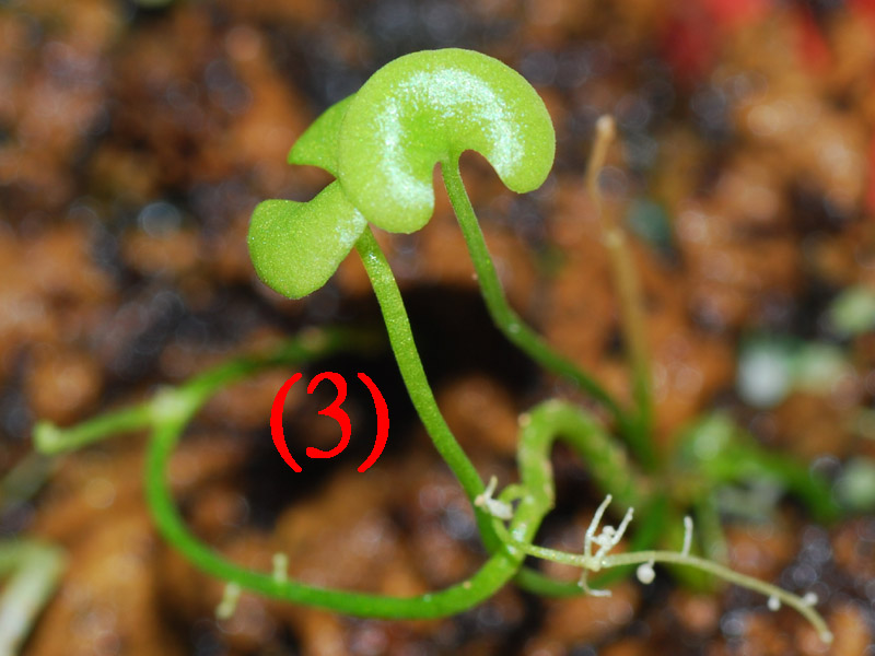 «ö¦¹¦b·sµøµ¡ÂsÄý¹Ï¤ù