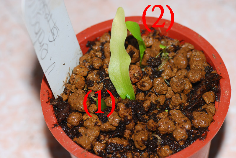 «ö¦¹¦b·sµøµ¡ÂsÄý¹Ï¤ù