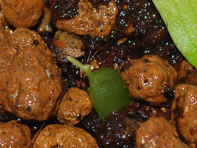 «ö¦¹¦b·sµøµ¡ÂsÄý¹Ï¤ù