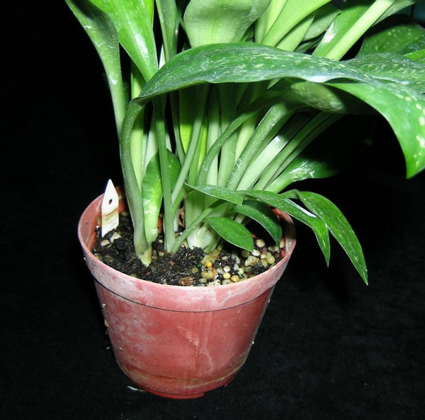 «ö¦¹¦b·sµøµ¡ÂsÄý¹Ï¤ù