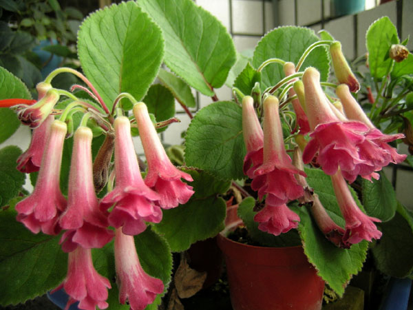 «ö¦¹¦b·sµøµ¡ÂsÄý¹Ï¤ù