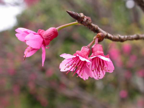 按此在新視窗瀏覽圖片