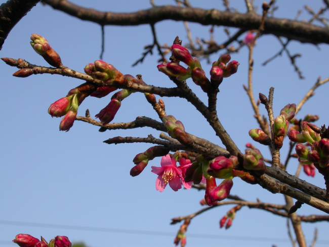 按此在新視窗瀏覽圖片