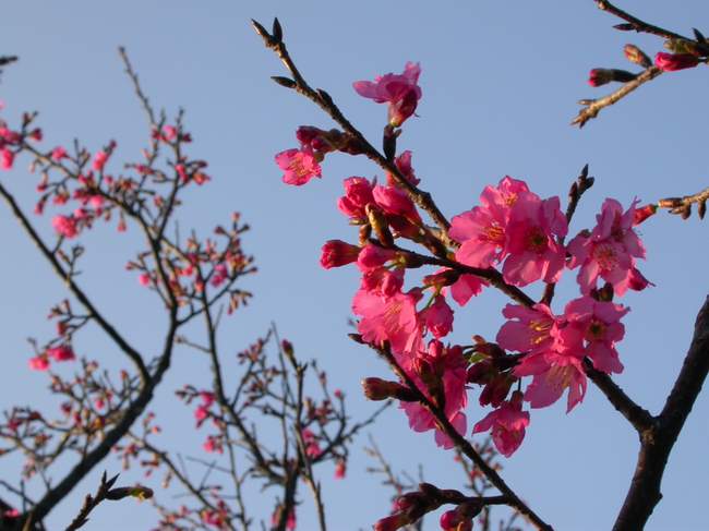 按此在新視窗瀏覽圖片