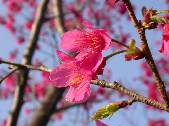 按此在新視窗瀏覽圖片