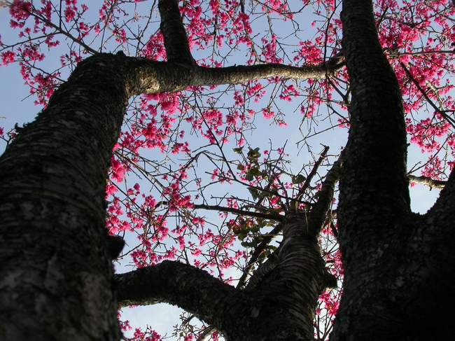 按此在新視窗瀏覽圖片