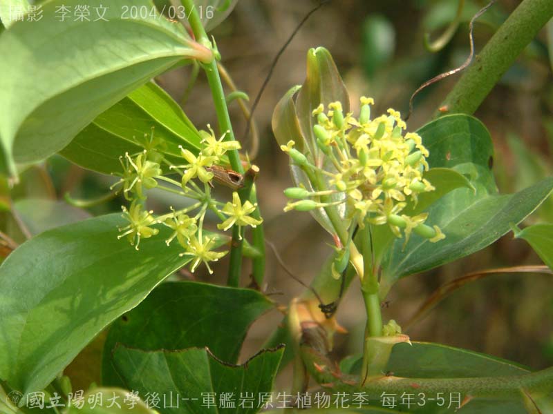 按此在新視窗瀏覽圖片