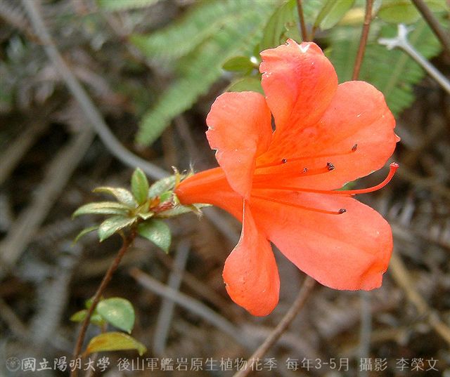 按此在新視窗瀏覽圖片