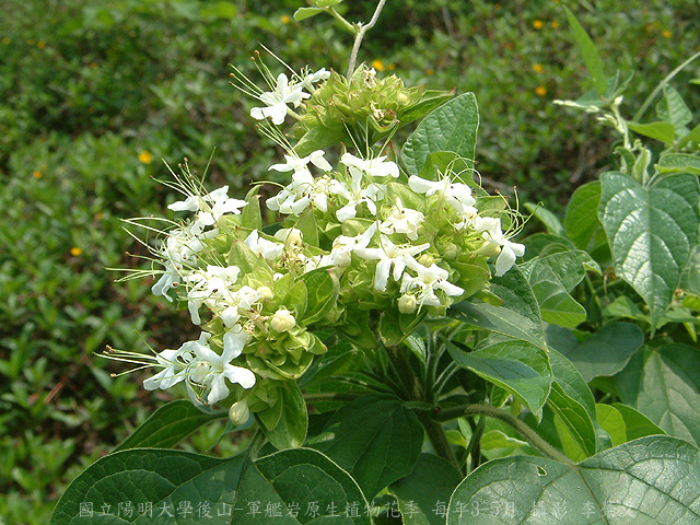按此在新視窗瀏覽圖片