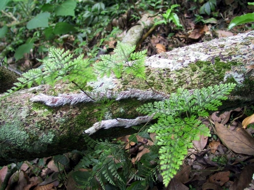 按此在新視窗瀏覽圖片