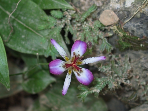 按此在新視窗瀏覽圖片