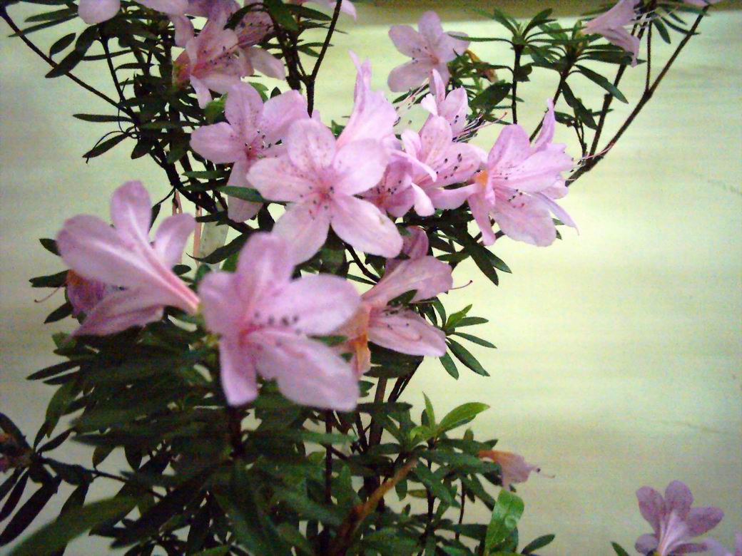 按此在新視窗瀏覽圖片